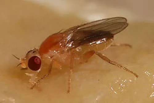 Moscas Hippelates, Mosquitos Oculares